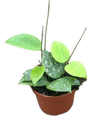 Hoya Parasitica Splash - Ø10,5cm - 15cm - Zimmerpflanze - Immergrün