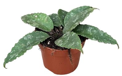 Hoya Caudata - Ø10,5cm - 15cm - Zimmerpflanze - Immergrün