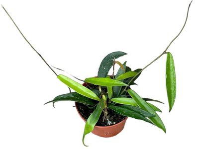 Hoya Minibelle - Ø10,5cm - 15cm - Zimmerpflanze - Immergrün