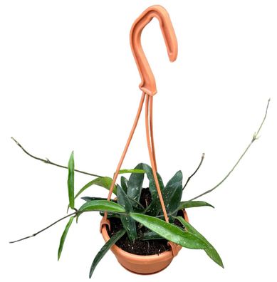 Hoya Minibelle - Ø10cm - 15cm - Zimmerpflanze - Immergrün