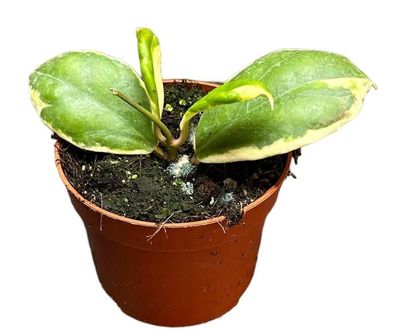 Hoya Incrassata Variegata - Ø10,5cm - 15cm - Zimmerpflanze - Immergrün