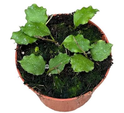 Hoya Endauensis - Ø10,5cm - 15cm - Zimmerpflanze - Immergrün