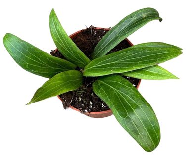 Hoya Soligamiana - Ø10,5cm - 15cm - Zimmerpflanze - Immergrün