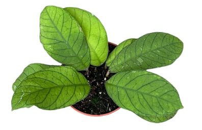 Hoya Sp Sabah - Ø10,5cm - 15cm - Zimmerpflanze - Immergrün