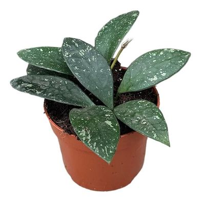 Hoya Rundumensis Splash - Ø10,5cm - 15cm - Zimmerpflanze - Immergrün