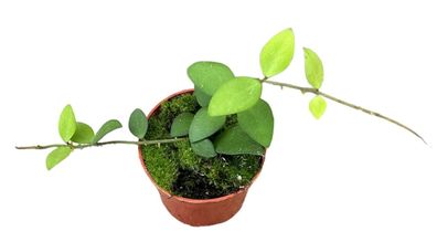 Hoya Nummularioides - Ø10,5cm - 15cm - Zimmerpflanze - Immergrün