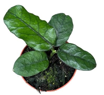 Hoya Villosa - Ø10,5cm - 15cm - Zimmerpflanze - Immergrün