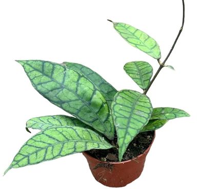 Hoya Callistophylla - Ø10,5cm - 15cm - Zimmerpflanze - Immergrün