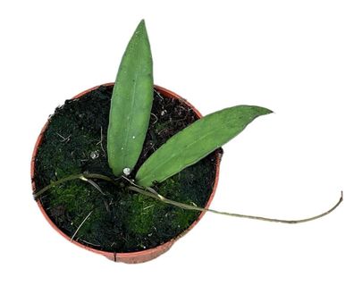 Hoya Scortechinii - Ø10,5cm - 15cm - Zimmerpflanze - Immergrün