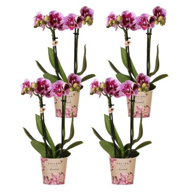 Roze paarse phalaenopsis orchideeën - El Salvador | 4 stuks - Ø9cm - 45cm - Zimm..