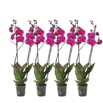 Phalaenopsis Joyride - 3 tak orchidee | 4 stuks - Ø12cm - 60cm - Zimmerpflanze - ..