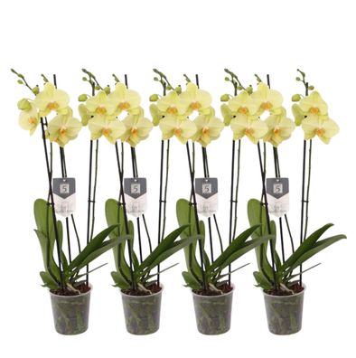 Phalaenopsis Volterra - 3 tak orchidee | 4 stuks - Ø12cm - 60cm - Zimmerpflanze -..