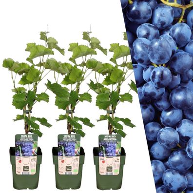 3 x Bio Weintrauben-Pflanzen - Ø13cm - 20cm - Gartenpflanze - Multideal