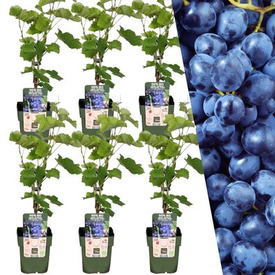 6 x Bio Weintrauben-Pflanzen - Ø13cm - 20cm - Gartenpflanze - Multideal