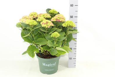 Magical Amethyst Roze 60 - Ø23cm - 70cm - Gartenpflanze
