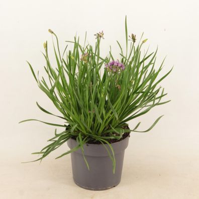 Allium 'Avatar' P (PT) - Ø17cm - 35cm - Gartenpflanze