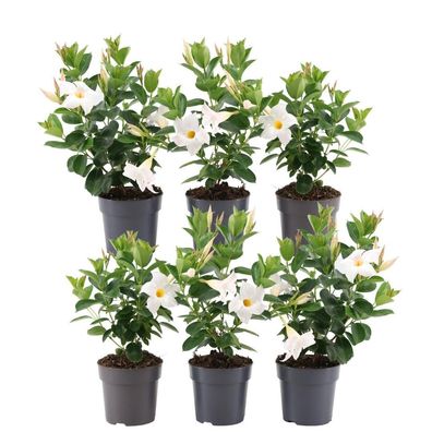 6 x Dipladenia white - Mandevilla white - Ø12cm - 25cm - Gartenpflanze - Multideal