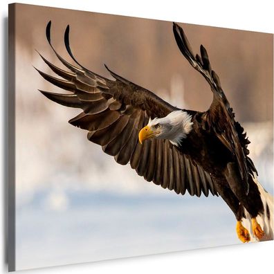 Leinwand Bilder Natur Adler Tiere Premium Kunstdruck Wandbilder