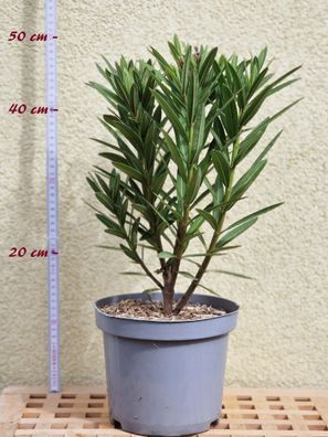 Oleander "Nr. 18" - Nerium oleander - Größe C03