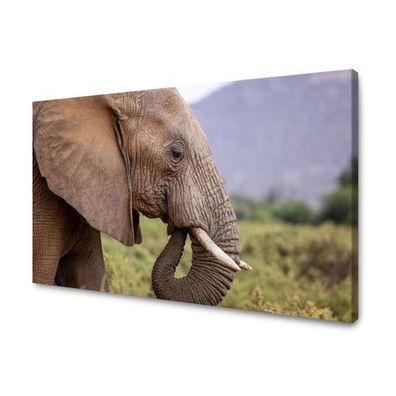 CANVAS Leinwandbilder XXL Wandbilder Kunstdruck Tier Elefant Größe 40x30-120x80