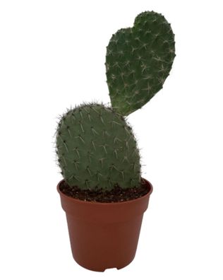 Cactus Opuntia | Vijgcactus | 30-40cm