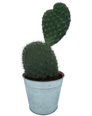 Cactus- Opuntia Vijgcactus - ?30-40cm - Zinc - Ø18 cm