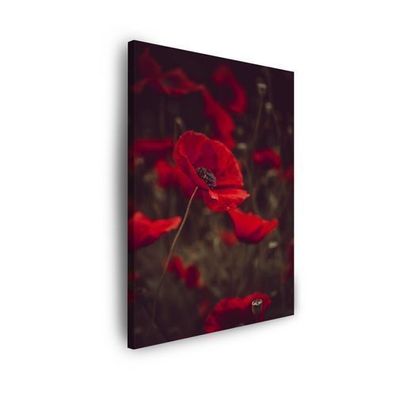 CANVAS Leinwandbilder Bilder Botanik Rote Mohnblumen Größe: 30x40 cm bis 80x120 cm