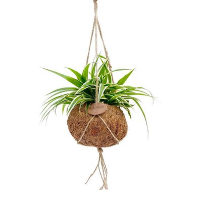 Kokodama - Chlorophytum im Kokodama-Gefäß zum Hängen - Grünlilie - ca. 15cm