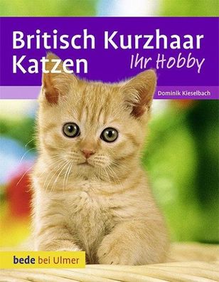 Britisch Kurzhaar Katzen, Dominik Kieselbach