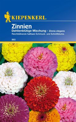 Zinnie Dahlienblütige Mischung, reichblühende haltbare Schmuck- und