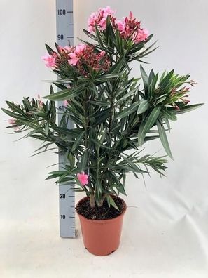 Nerium Oleander "struik" - ROZE - Ø20cm - 80cm - Gartenpflanze