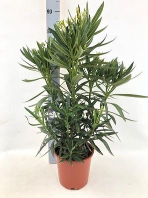 Nerium Oleander "struik" - WIT - Ø20cm - 80cm - Gartenpflanze