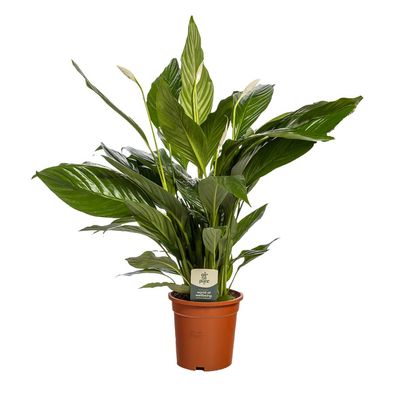 Spathiphyllum 'Sweet Lauretta' ASP - Ø19cm - 75cm - Zimmerpflanze - Immergrün