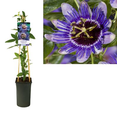 Passiflora 'Purple Haze' + light Label - Ø17cm - 75cm - Gartenpflanze
