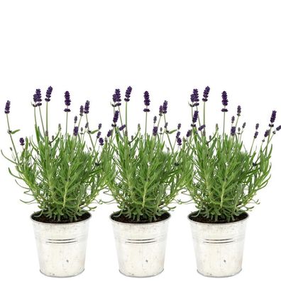 Plants by Frank - Lavandula angustifolia Felice® in 'Old Look' sierpot - 13 cm pot -