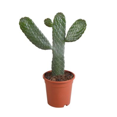 Cactus Opuntia consulea | schijfcactus | 35cm | zonder pot