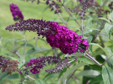 Sommerflieder ´Buddleja´ Schmetterlings Flieder - winterharte Pflanze 20-40cm