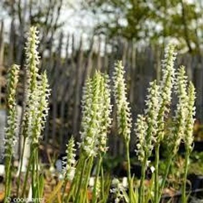 Spiranthes ´Chadds Ford´ - weißer Drehwurz - Gartenorchidee