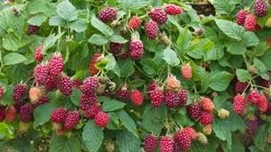 Rubus ´Tayberry´ - Himm-Brombeere - 30-50cm