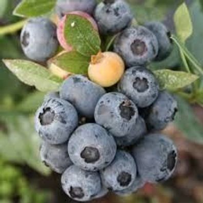 Vaccinium ´Sunshine Blue ´- Blaubeere - Heidelbeere 50cm