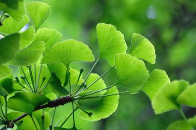 Ginkgo biloba - Ginkgo Baum - Pflanze 45cm