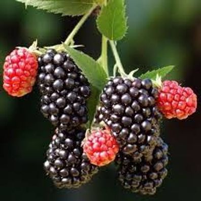 Rubus frut. ´Merton Thornless´ - Immergrüne dornlose Brombeere 40cm