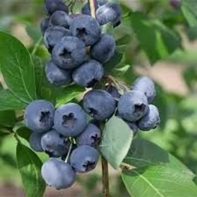 Vaccinium ´Jersey´ - Blaubeere - Heidelbeere - Pflanze 40cm