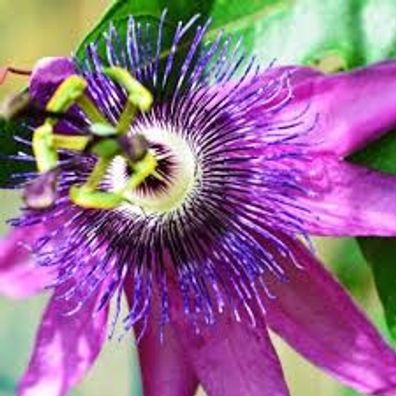 Passiflora ´Lavander Lady´ - lila Passionsblume - Frostharte Pflanze