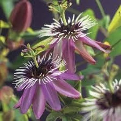 Passiflora ´Victoria´ - Passionsblume - Frostharte Pflanze 40cm