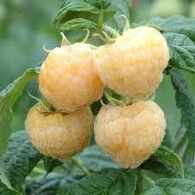 Rubus idaeus ´Golden Everest´ - Gelbe Himbeere -