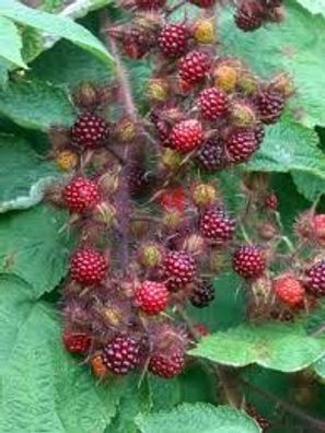 Rubus phoenicolasius - japanische Weinbeere 50cm