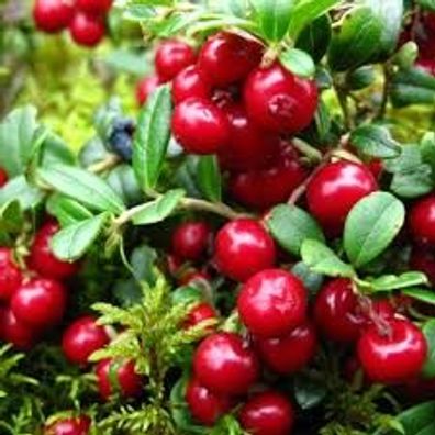 Vaccinium ´Red Pearl´ - Preiselbeere - winterharte Pflanze 30cm