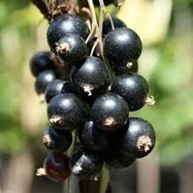 Ribes nigrum ´Titania´ - schwarze Johannisbeere 40cm