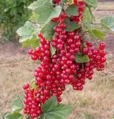 Ribes r. ´Jonkheer van Tets´ - rote Johannisbeere 40cm